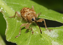 beetle sitting on leaf